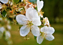 Fleurs blanches d&eacute;licates en pleine lumi&egrave;re